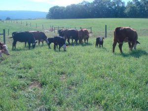 Photo of cows grazing in a field
