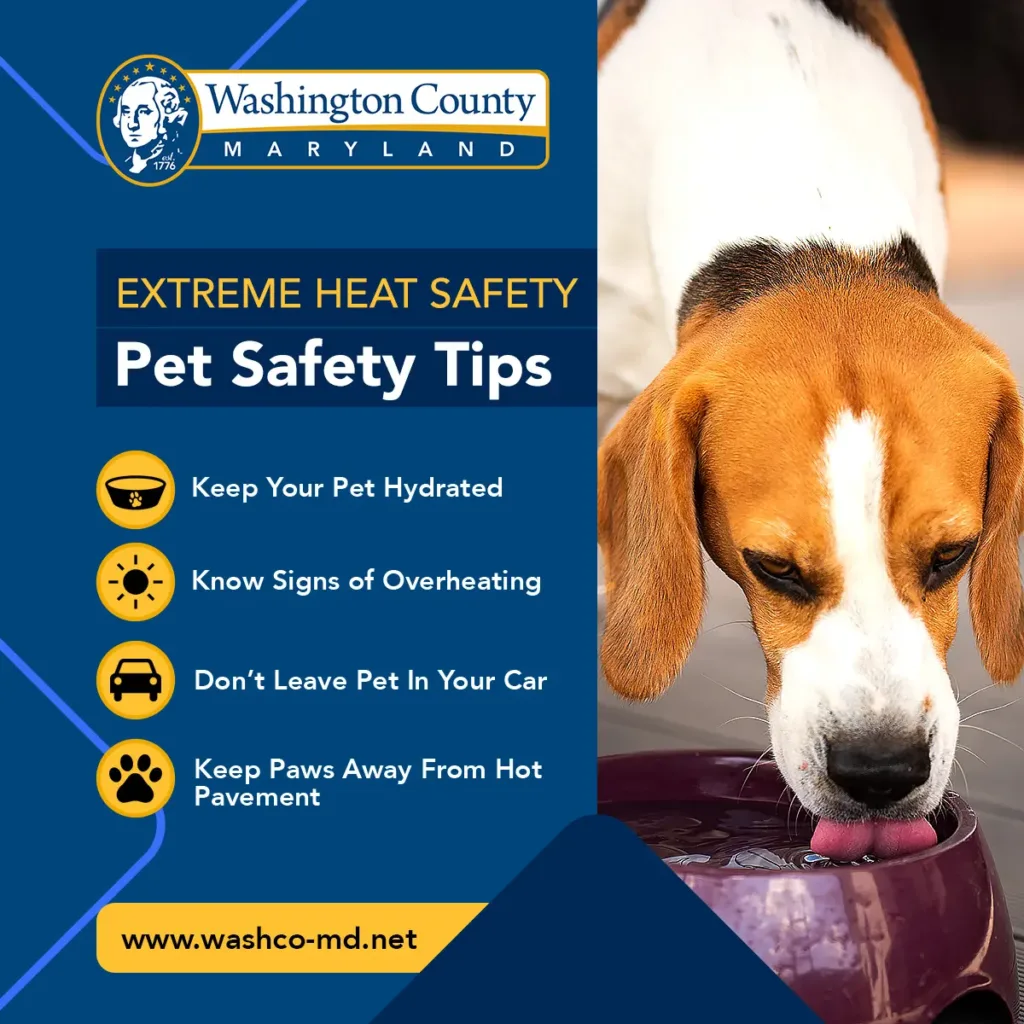 Extreme Heat Pet Safety Tips
