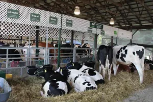 Photo of cows at an ag center event