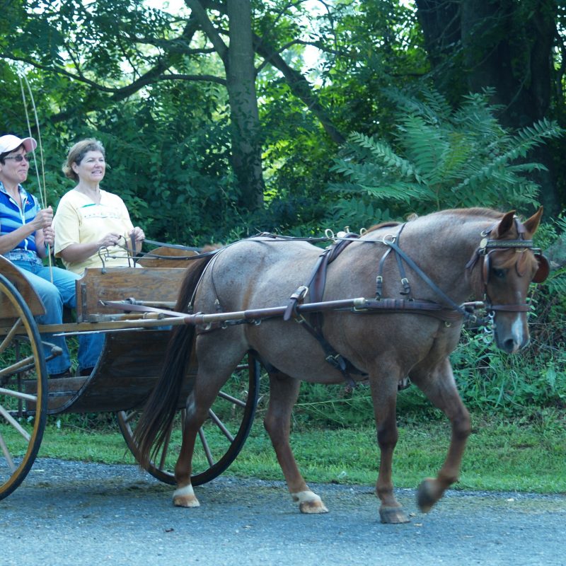 photograph of two people riding in a horse drawn carriage at peaceable pastures, llc