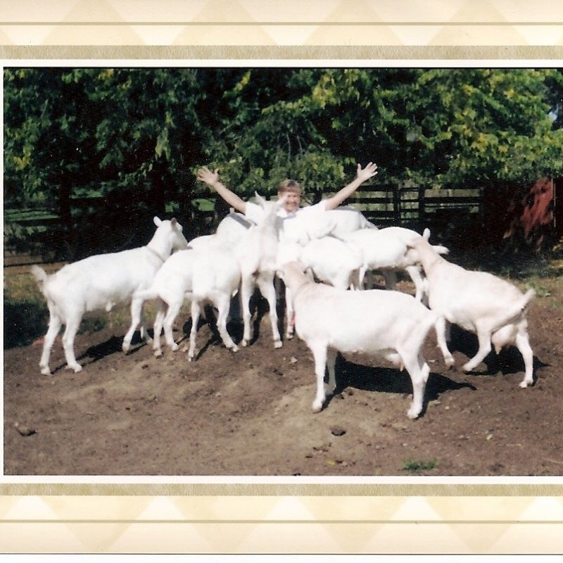 Photo of goats at Caprikorn Farms