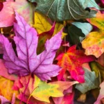 Photo of colorful fall leaves