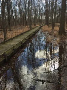 Photo of walkway in Mt. Briar Wetland Preserve