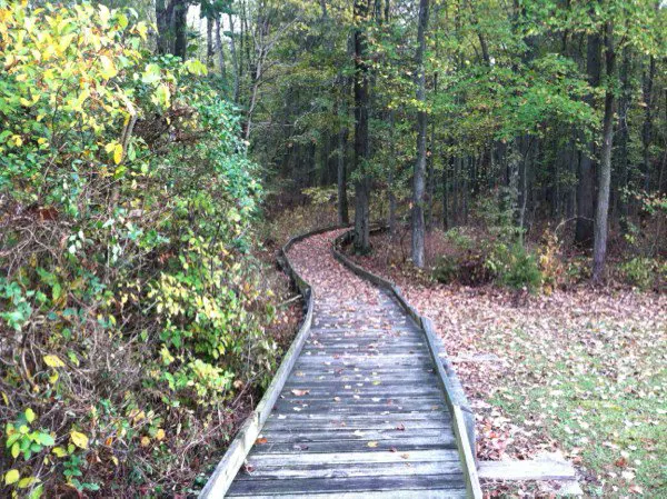 Photo of walkway in Mt. Briar Wetland Preserve