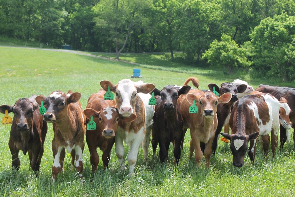 Photo of cows