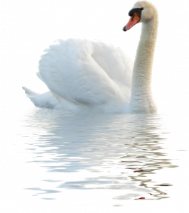 Swan